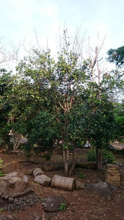 Cucuve Eco Hostal Puerto Baquerizo Moreno Eksteriør billede